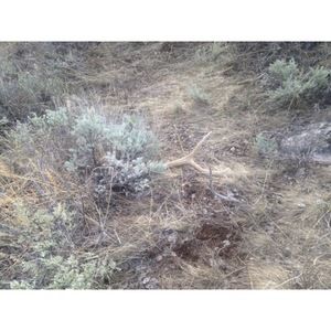 Meet your Posher, Braxton